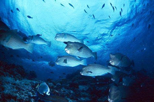 直销专业网,富迪