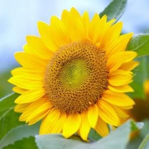 Ӫ��ѧ�ң�6�������Ŷ�ʳ��