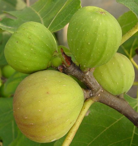 Ӫ��ѧ�ң�6�������Ŷ�ʳ��